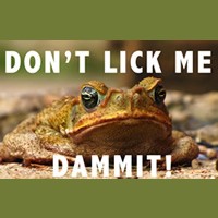 Ep. 70 Don’t Lick Toads & Your Questions Answered